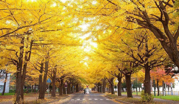 上海交通大学日本修士预备课程，上海交通大学日本硕士留学预科